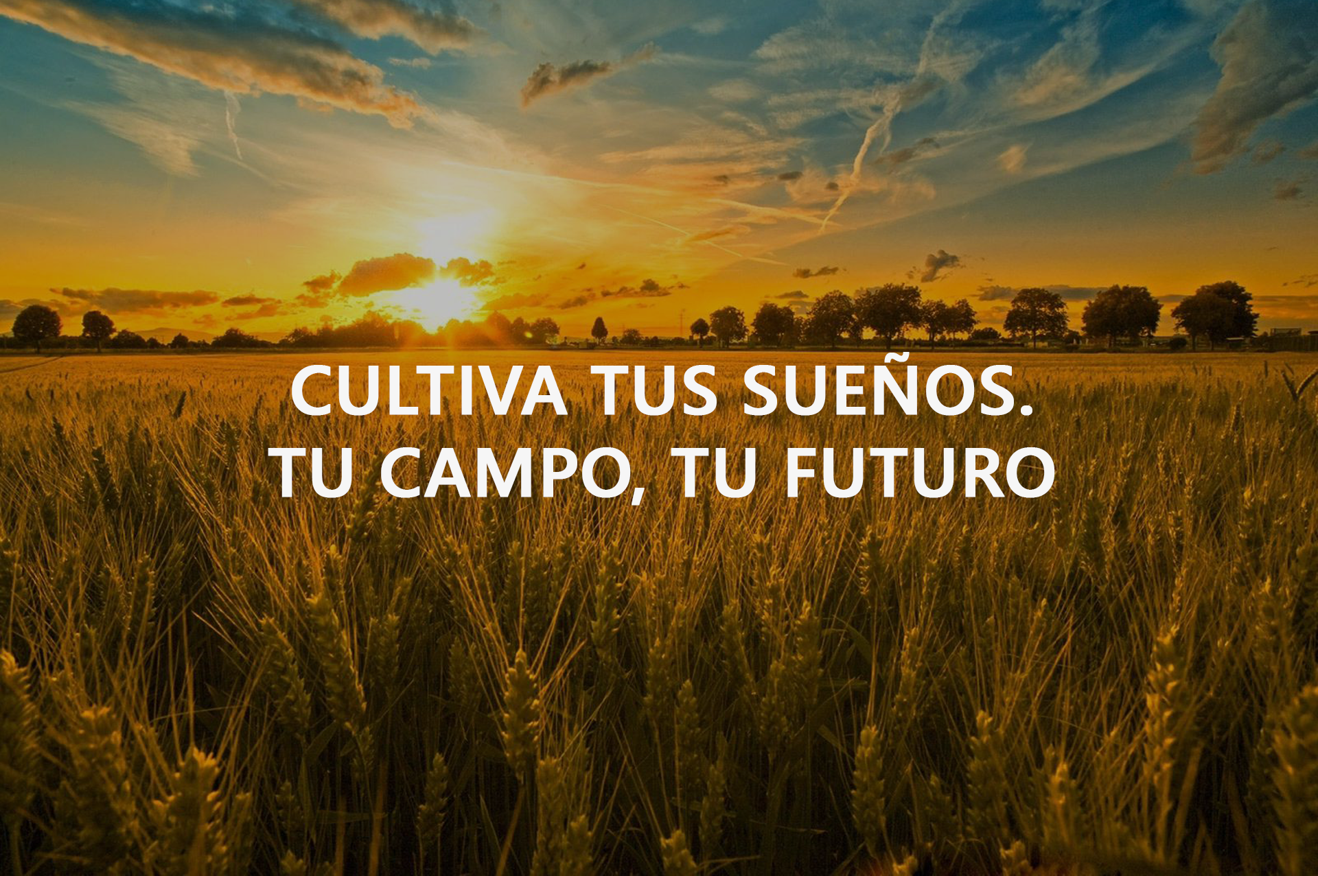 campo4